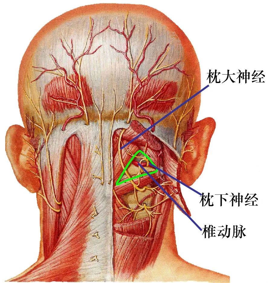 绿色区域:枕下三角四,脊神经前支脊神经前支形成4个脊神经丛:颈丛