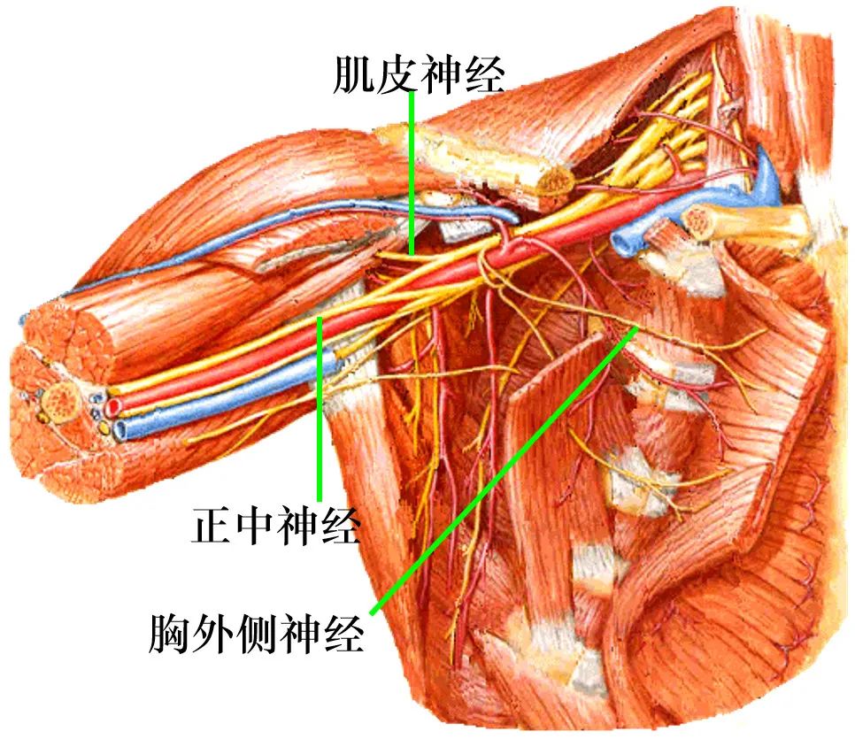 脊神经分支及其支配区最全整理
