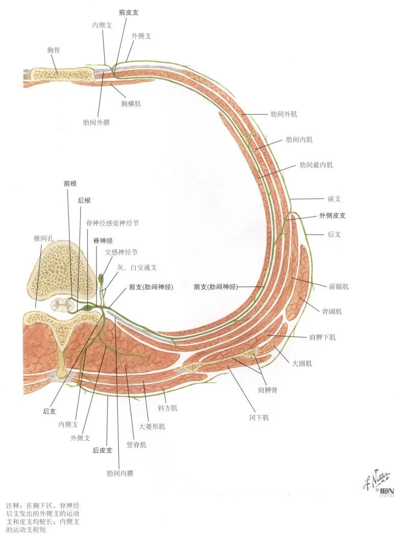 脊神经分支及其支配区最全整理