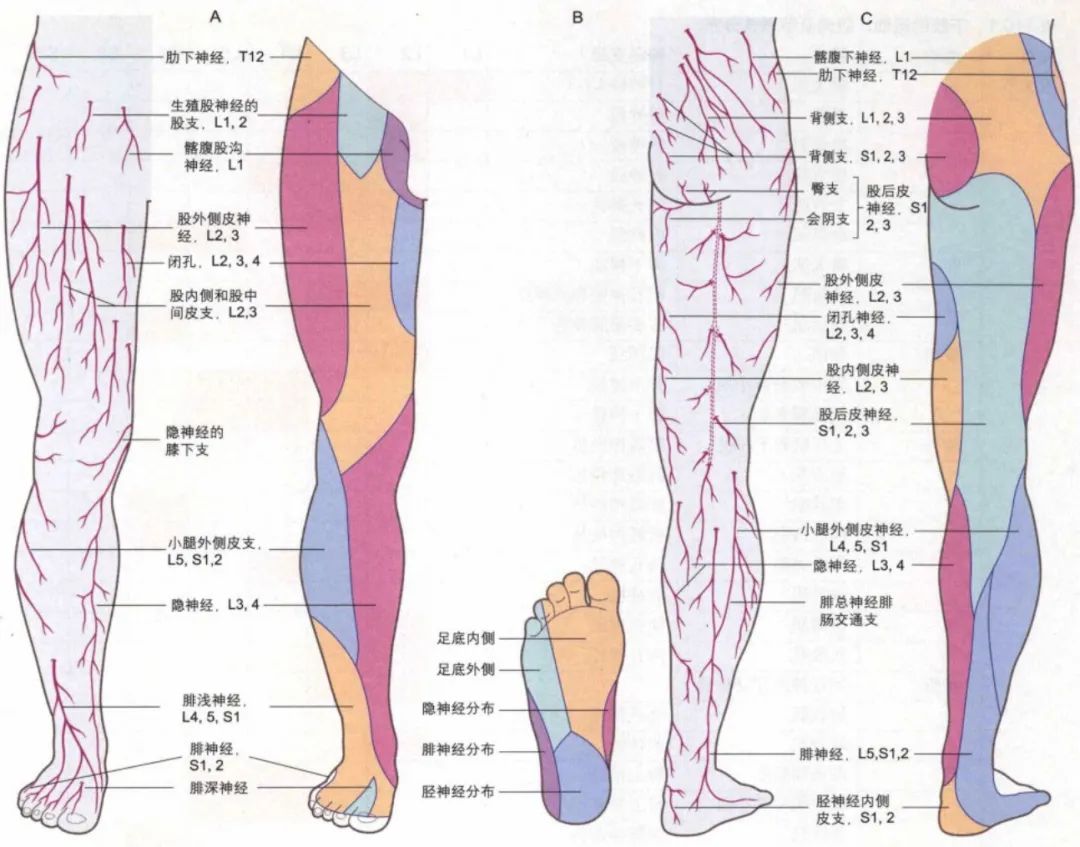 右下肢皮神经及其分布区和起源节段.a前面,b足底部,c后面.