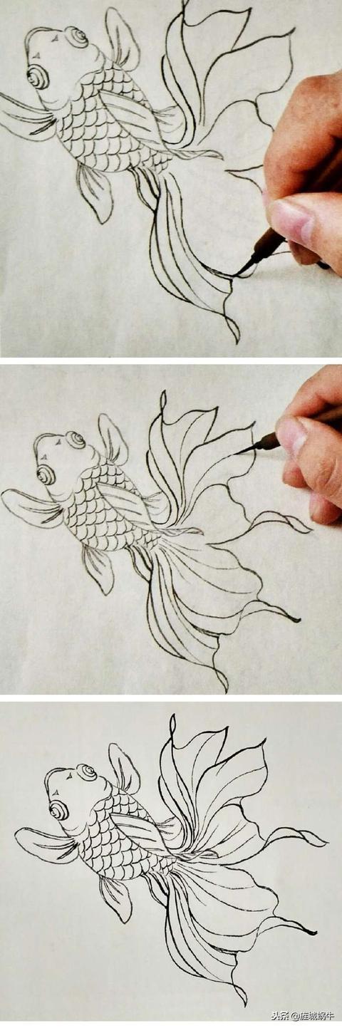 工笔教程|一条金鱼的画法