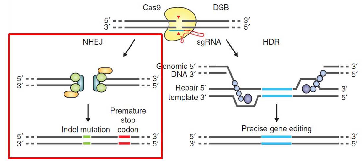 手把手教你利用crisprcas9系统精准敲除靶标基因