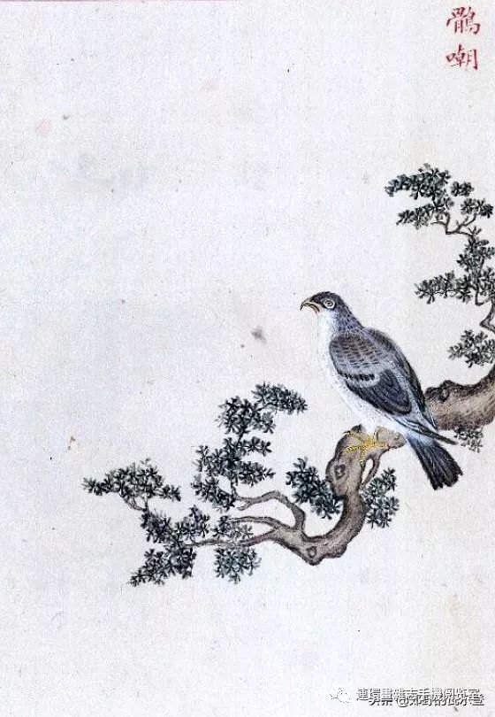 似山鹊而小,短尾,有青毛冠,多声.也称鹘鸼,鹘鸠.