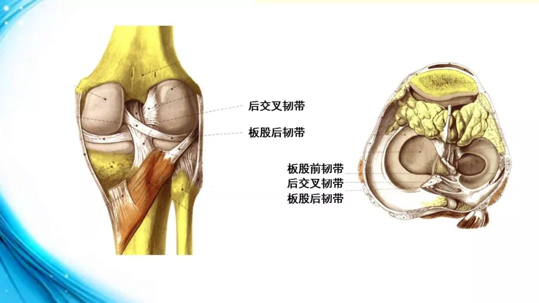 板股前韧带,起自外侧半月板的后部,沿后交叉韧带的前方,斜向内上方