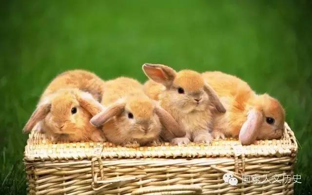 tu女lang进化史:花花公子为什么是只兔子?