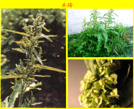 中草药大全 52—49 传染性肝炎用药