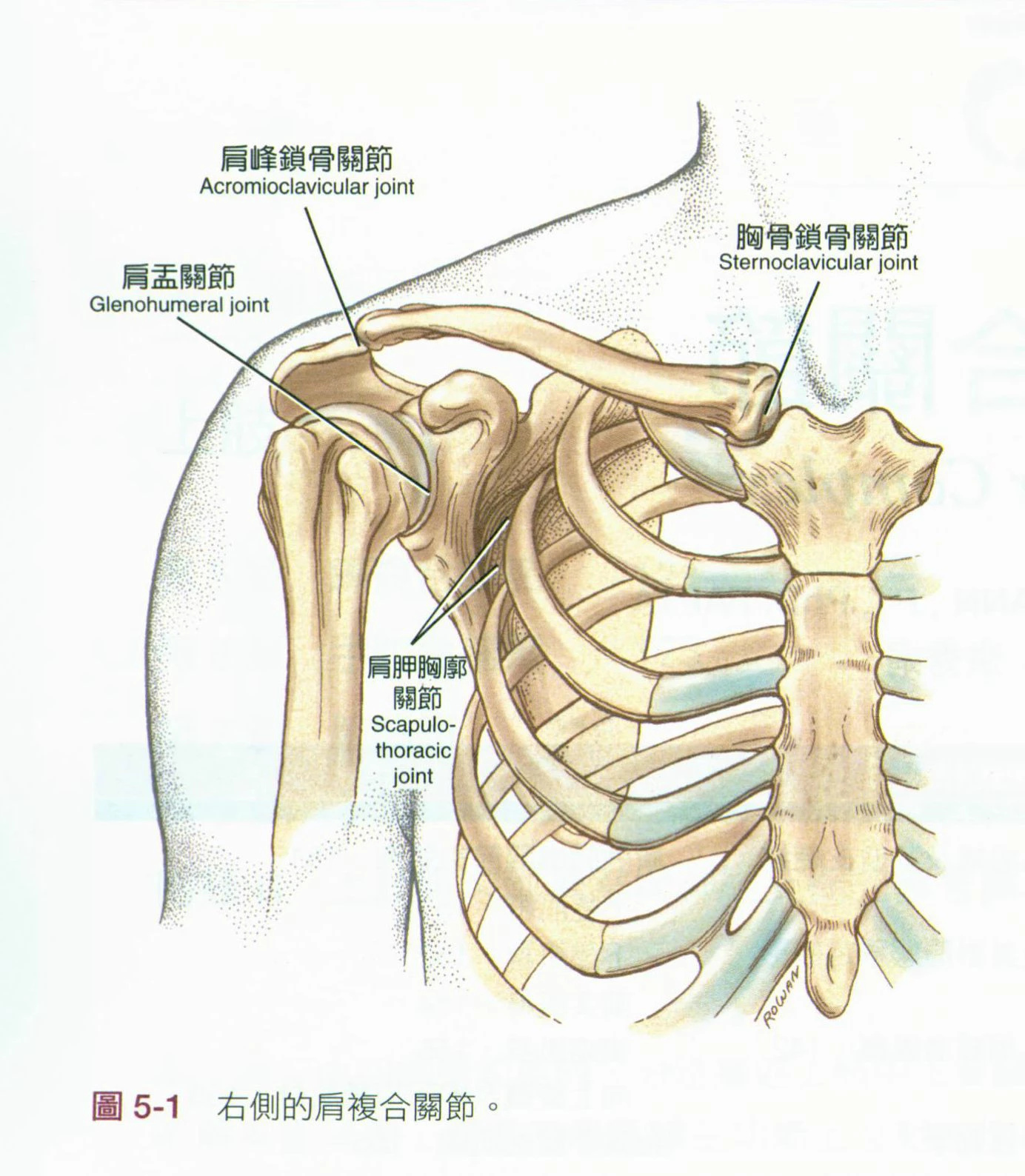 胸锁关节,肩峰肱骨关节以及肩胛与胸壁间关节(如图示)肩部的骨骼包括