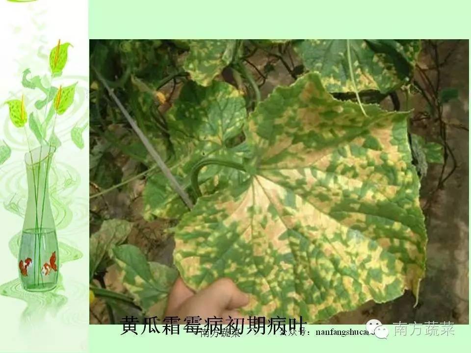 全世界100多种瓜类病害.其中黄瓜20多种,西葫芦,南瓜等10多种.