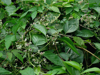 《生草药性备要》                  为茜草科植物鸡