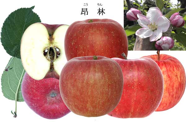 苹果新品种----介绍之三