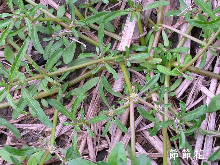 曲节草,蛇痫(《福建民间草药》),水牛膝,一包针(《民间常用草药汇编》