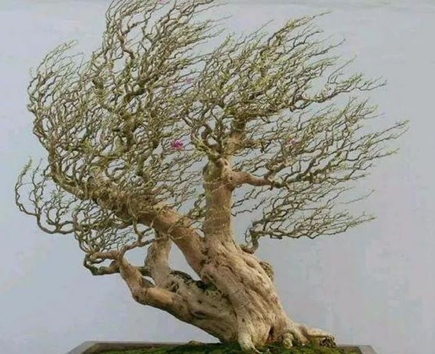 鬼斧神工赏盆景之十一风吹式盆景
