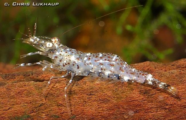 容易细卵型全长:5cm分布 日本俗名 珍珠虾 大和藻虾,大和沼虾