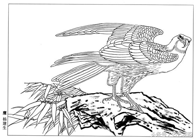 「高清」老鹰白描线描稿36幅,工笔画必备!