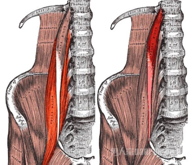 髂腰肌 一分钟看懂它的重要性及锻炼增强方式