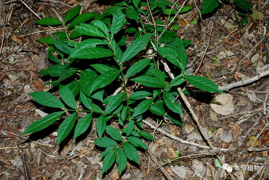 鬼箭羽(卫矛euonymus alatus (thunb.) sieb.---植株)