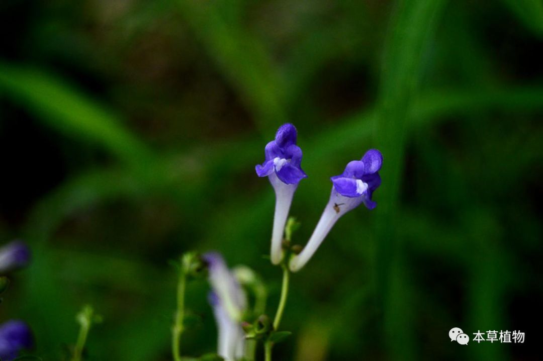 黄芩scutellaria baicalensis georgi---花