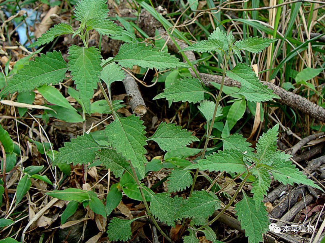 冬凌草(碎米桠isodon rubescens (hemsley) h. hara---植株)