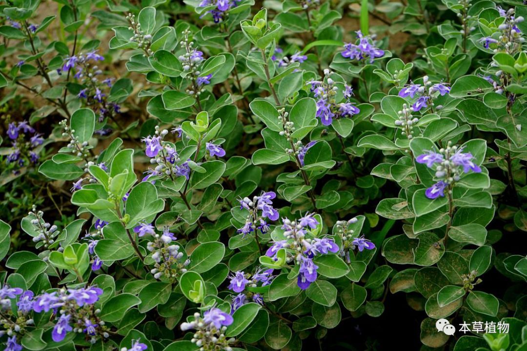 蔓荆子(单叶蔓荆vitex rotundifolia linnaeus f.---植株)