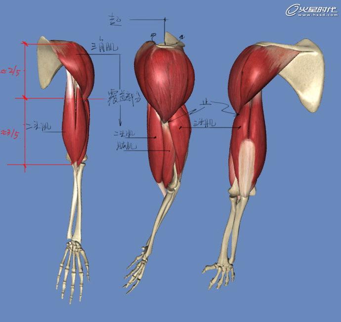 影视动画教程手臂结构的骨骼及肌肉全面解析经验频道火星网