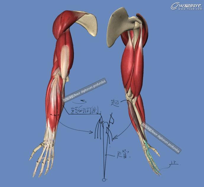 影视动画教程手臂结构的骨骼及肌肉全面解析经验频道火星网