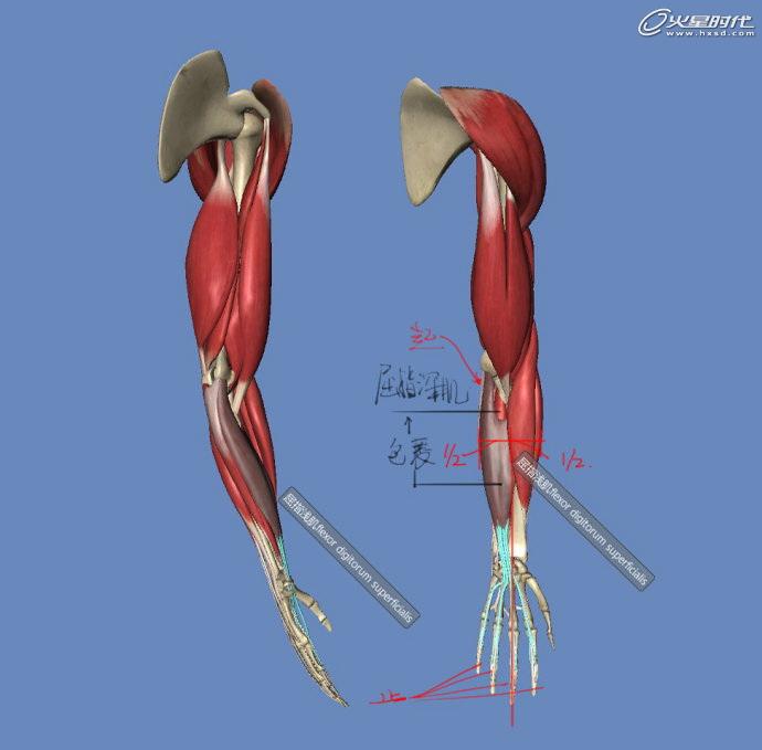 图1814,尺侧屈腕肌.起于肱骨末端内侧,止于腕部豌豆骨.功能:屈腕.