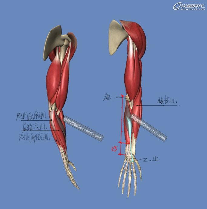影视动画教程手臂结构的骨骼及肌肉全面解析经验频道火星网