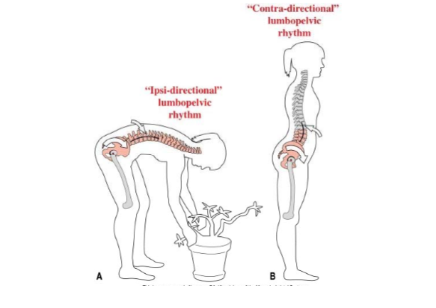 揭秘人体髋关节(一)——髋关节的解剖结构和基本功能