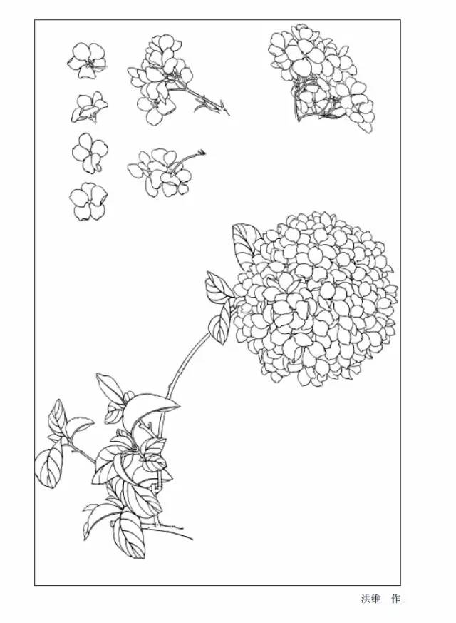 9种花卉白描图收藏备用