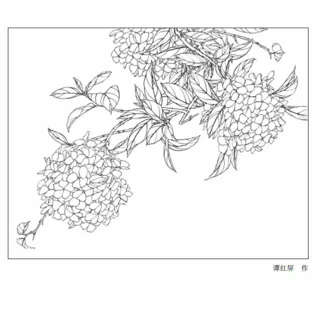 9种花卉白描图收藏备用