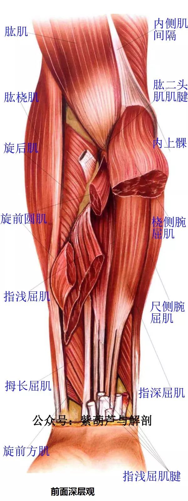 前臂与手部解剖肌肉图谱高清可收藏