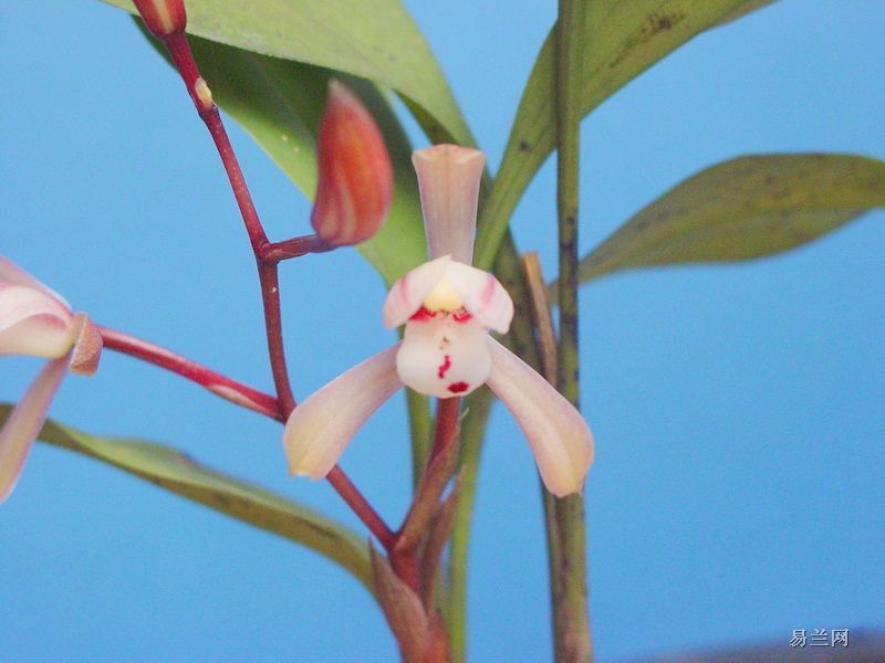 国家重点保护野生植物兔耳兰碧玉兰大根兰大雪兰