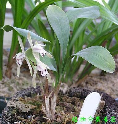 国家重点保护野生植物兔耳兰碧玉兰大根兰大雪兰