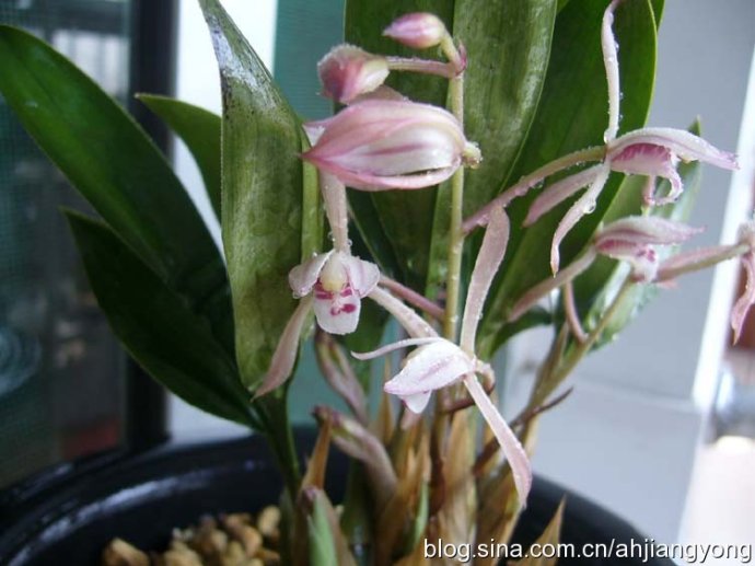 国家重点保护野生植物兔耳兰碧玉兰大根兰大雪兰