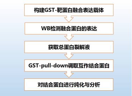 实验protocolgstpulldown操作流程