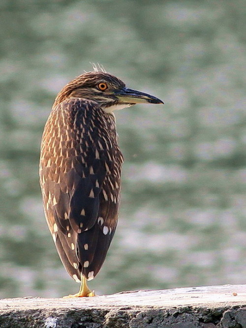 nycticorax(linnaeus)别名:黑冠夜鹭,水洼子,灰洼子星鸦,灰洼子,苍鴝