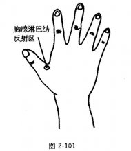 手掌部反射区的位置及功能图