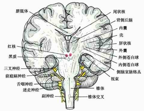 尾状核和豆状核合称纹状体,在调节躯体运动中起重要作用.