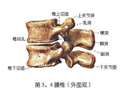 人体结构腰椎与骶椎解剖图