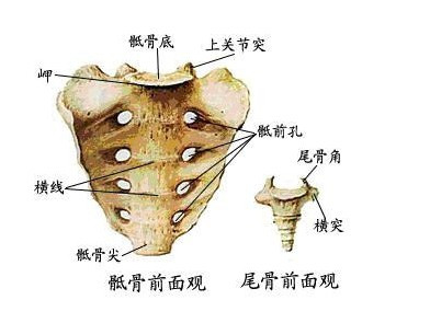 人体结构腰椎与骶椎解剖图