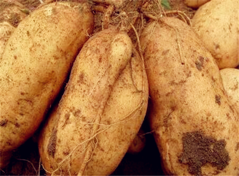 红薯种类品种口感图集