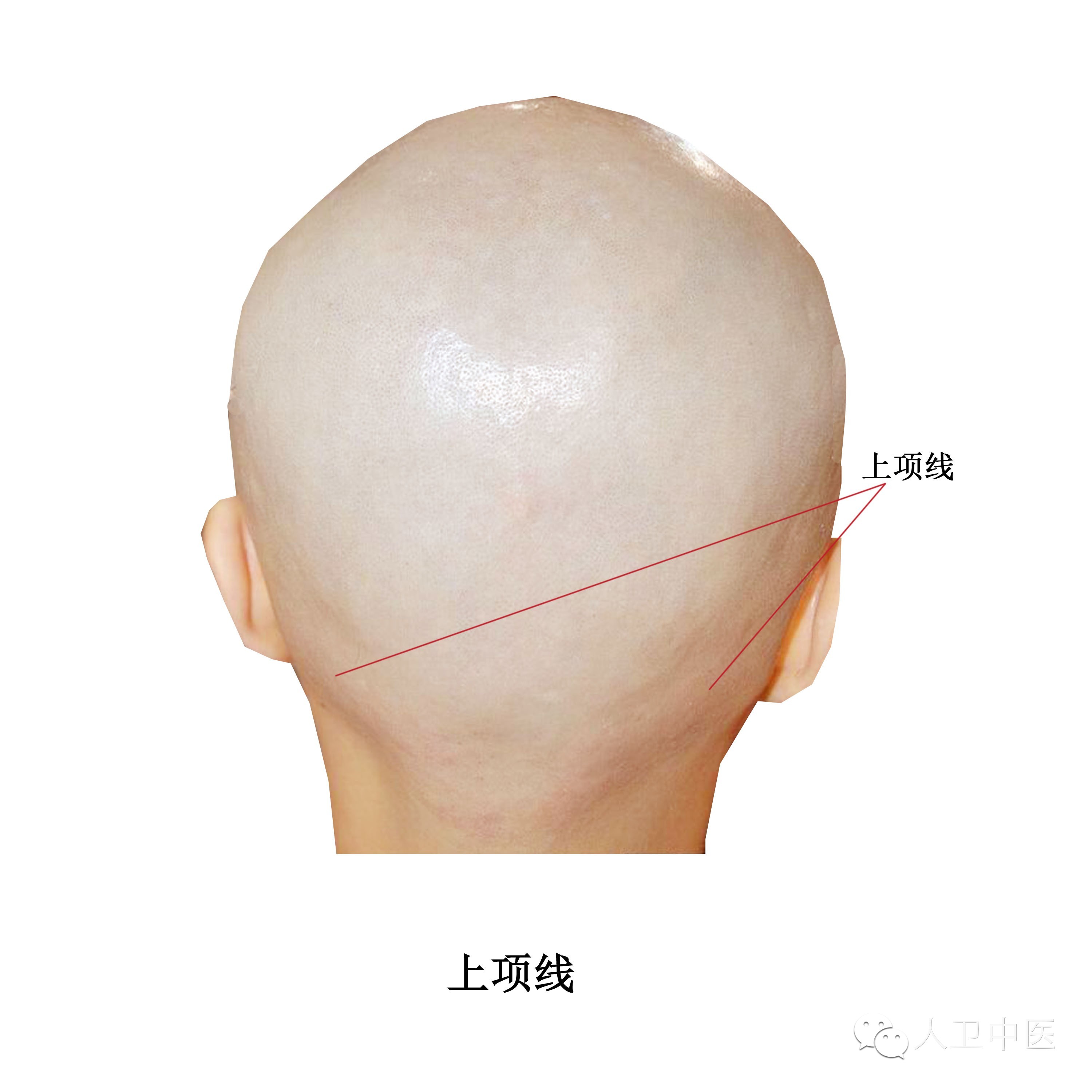 实用人体体表解剖头颈部高清大图版