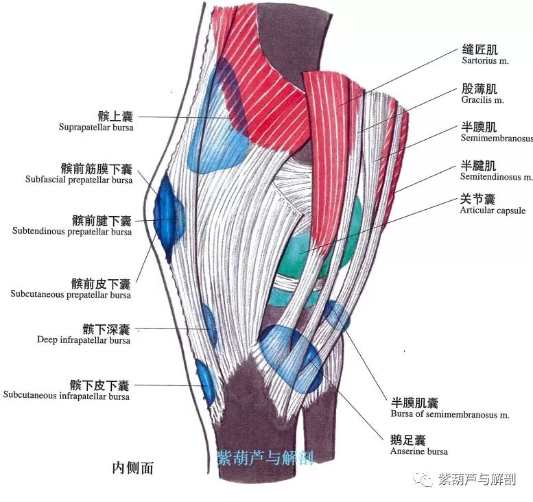 膝关节周围产生运动的主要肌肉屈曲:主要是股二头肌,半腱肌和半膜肌