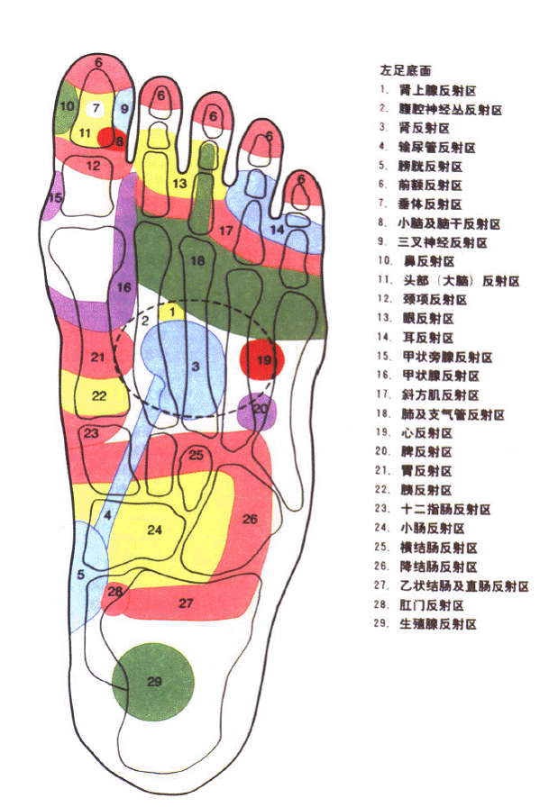 图解足部按摩之循环系统病症篇