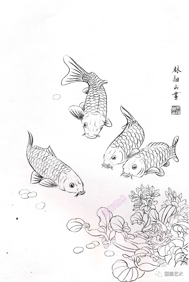 图文教程工笔锦鲤画法与白描画稿