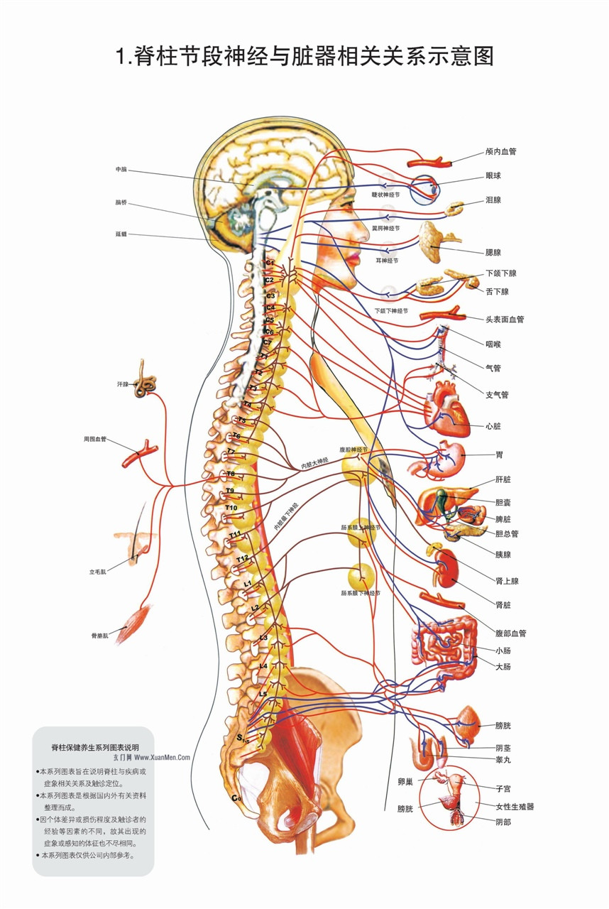 人体结构脊柱相关疾病高清图解整脊疗法