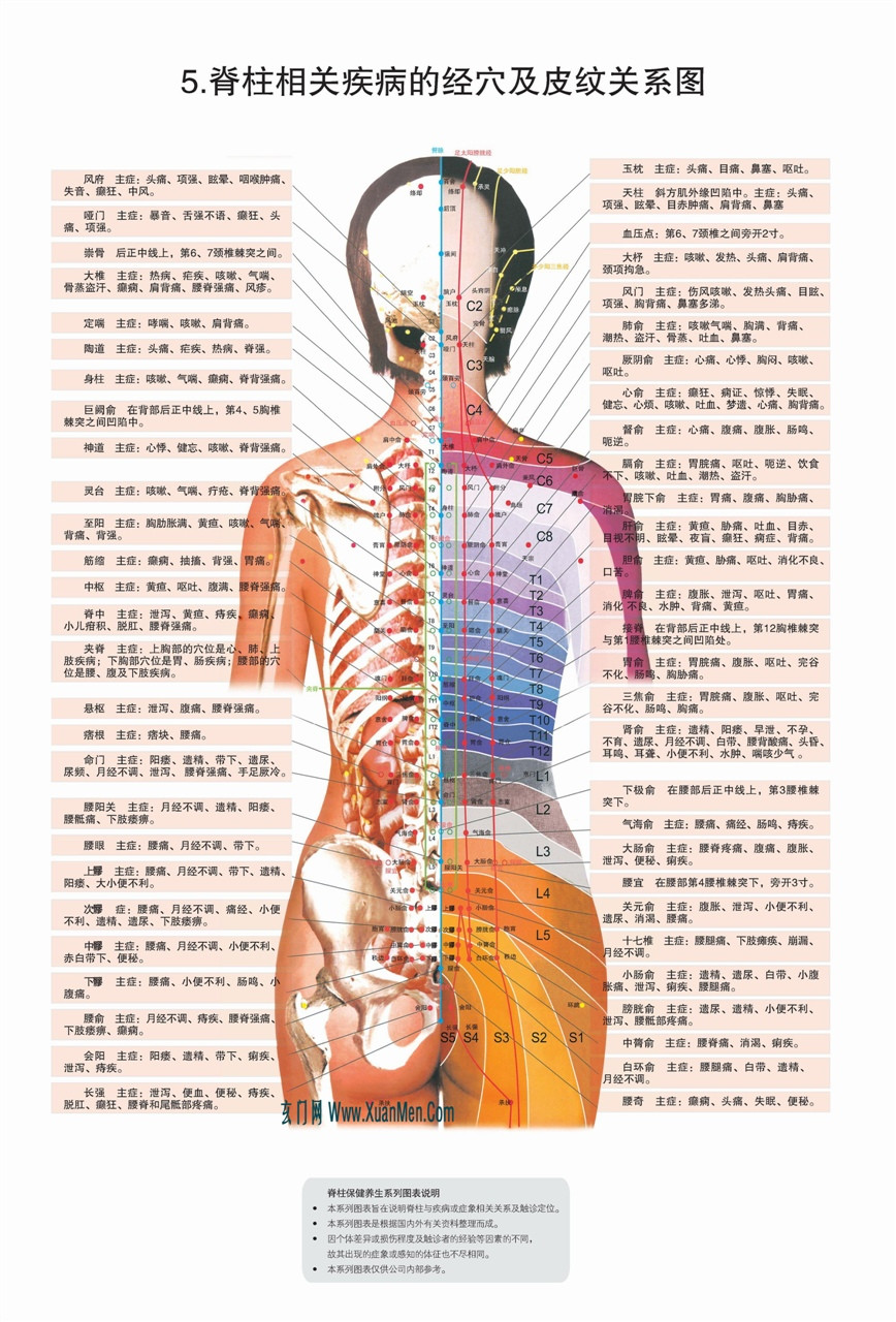 人体结构脊柱相关疾病高清图解整脊疗法