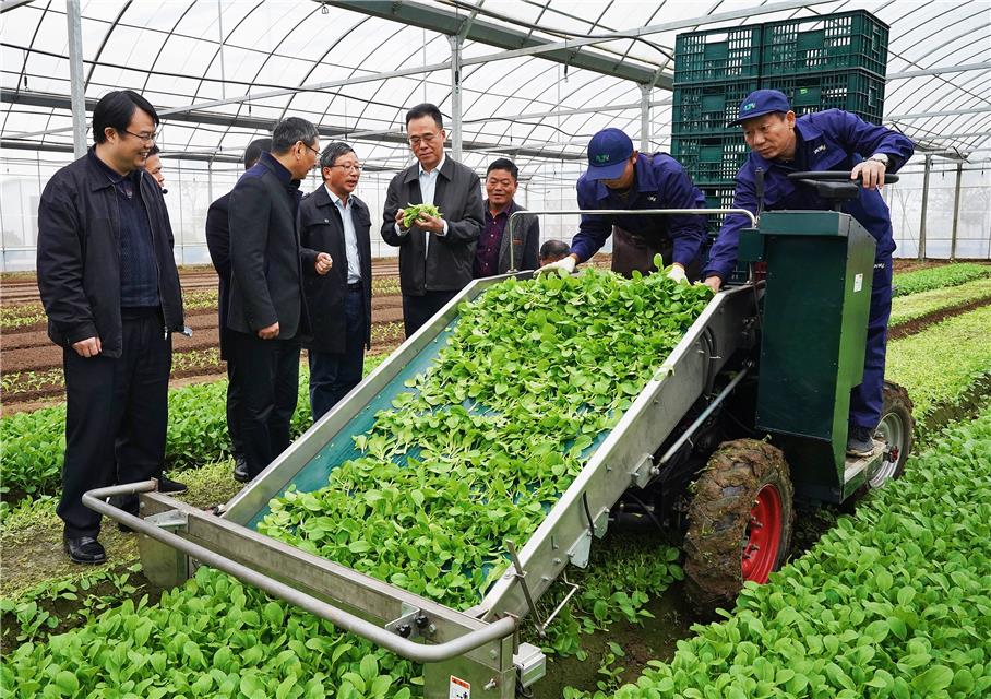 照片说明:上海市农业农村委员会主任张国坤一行在清美集团张家桥蔬菜