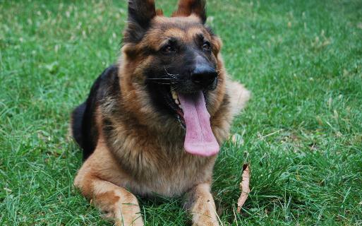 黑贝怎么训练黑贝多少钱一条