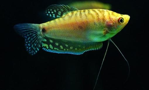 曼龙鱼的简介曼龙鱼的特征